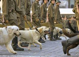 labrador retrievers (& 1 golden) go through their paces today in rehearsal for Victory day 2005