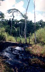 "Progress" in the Amazon