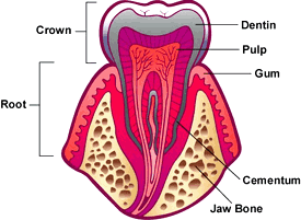 the tooth, the whole tooth...