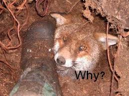 why do hunters cause suffering for sport