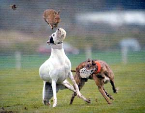 A lovely "rural pursuit" ...live hare coursing, as much a part of our glorious culture as the good old industrial schools!