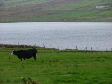 This is the field opposite the McGrath home, where the cow is is the piperoute