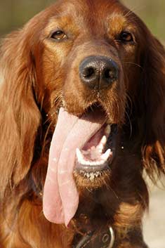 Irish Setter