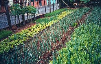 havana backyard gardens