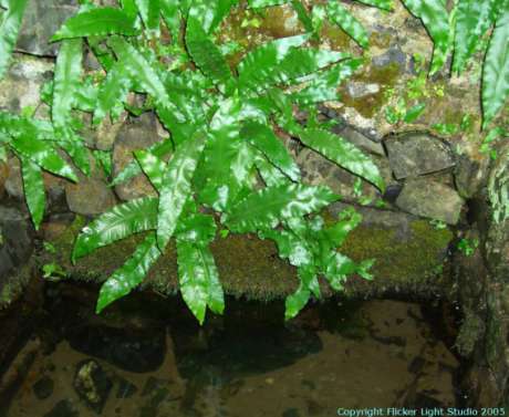 The Well Of The White Cow - Tara