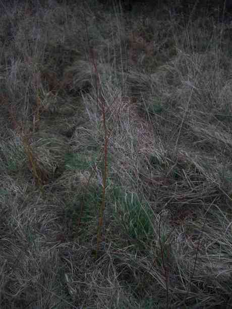 willow cuttings for new den