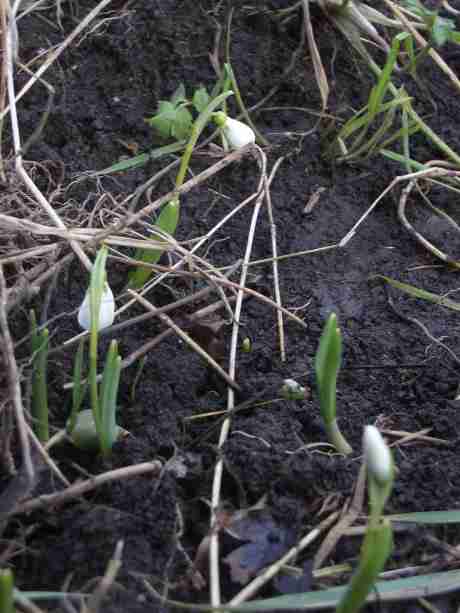 snowdrops in the garden