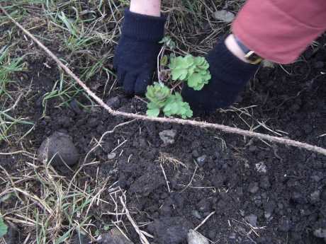 alexis plants an aqualigia flower into the garden