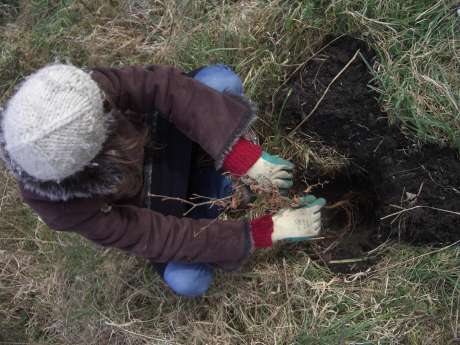 laura plants a baby beech