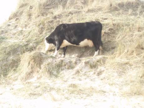 the cow is on the beach