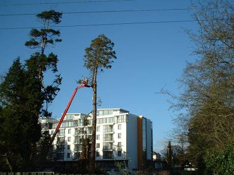 By day's end, only Sequoia left standing, notice cypress + oak stumps left and right