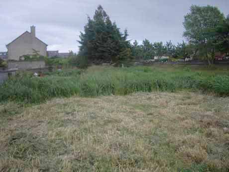 soon to be buckwheat field