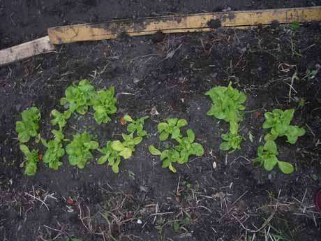 only a few more weeks now till harvest time