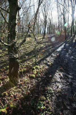 Rathlugh woods, so beautiful.