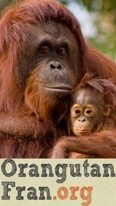 Orangutan