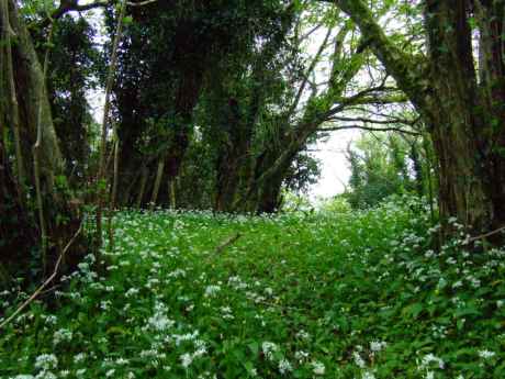 and the 'wild garlic' ramsons ...