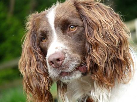 The West Brit Springer Spaniel