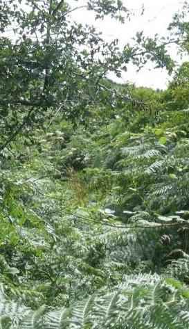 A Surviving Section of Black Pigs Dyke, Ardkill More